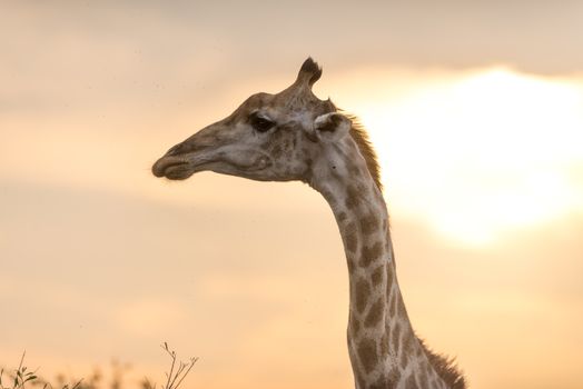 Giraffe in the wilderness of Africa