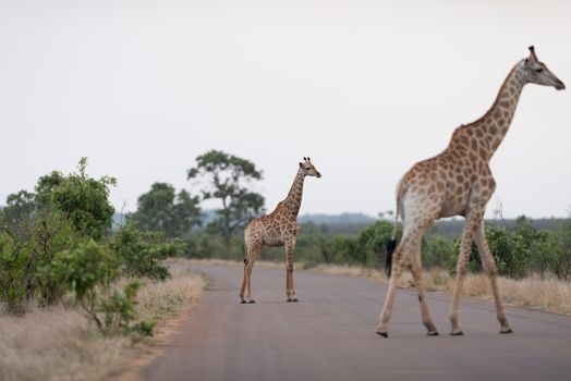 Giraffe in the wilderness of Africa