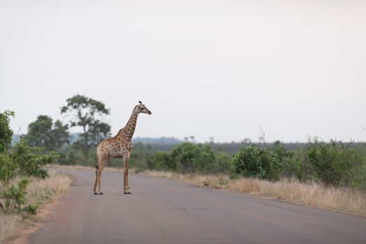 Giraffe in the wilderness of Africa