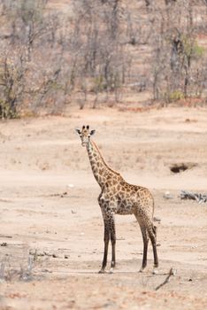 Giraffe in the wilderness of Africa