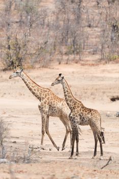 Giraffe in the wilderness of Africa