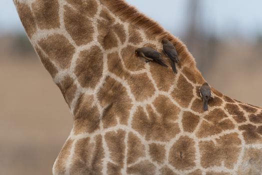 Giraffe in the wilderness of Africa