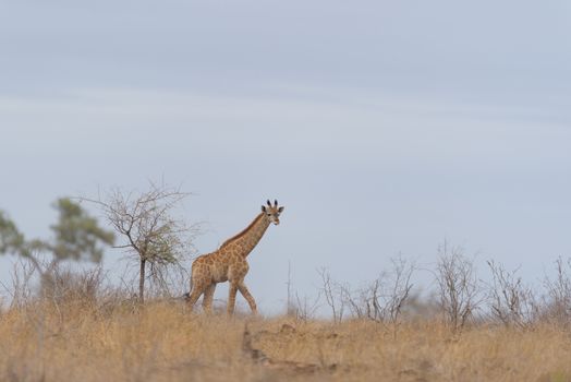 Giraffe in the wilderness of Africa