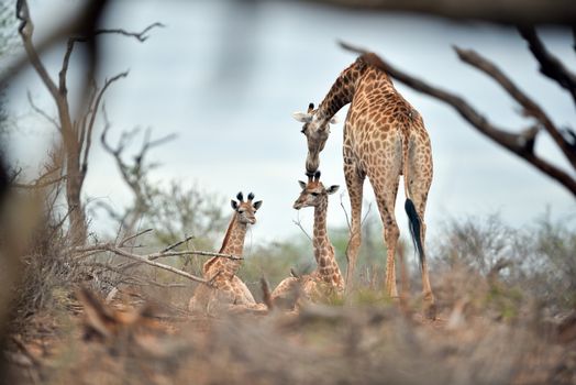 Giraffe in the wilderness of Africa