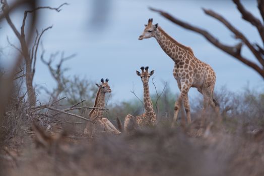 Giraffe in the wilderness of Africa