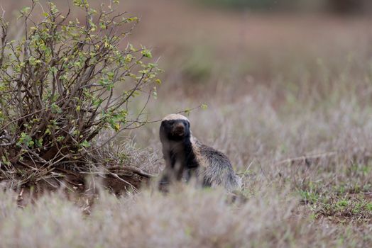 Honey badger in the wilderness of Africa