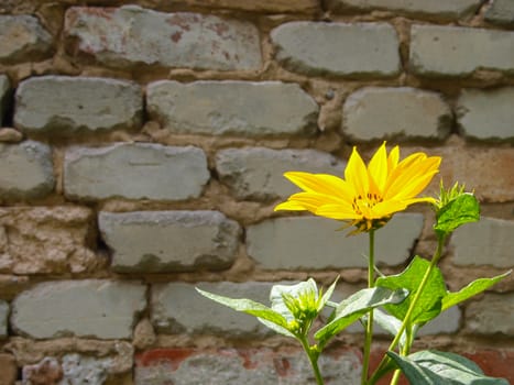 False Sunflower before the old brick wall.
