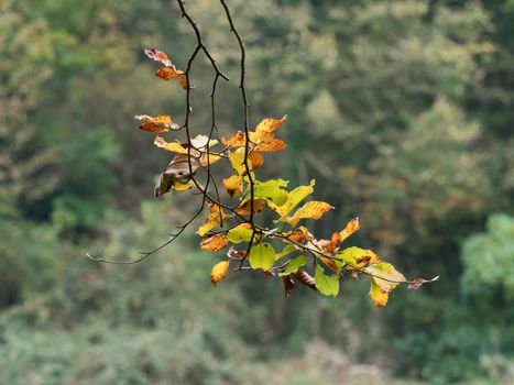 Beech Leaves on tree branch in Autumn.