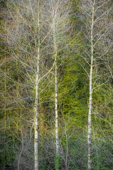 Three slender, leafless silver birches (Betula pendula) ~ also known as warty birches, European White Birch and Asian White Birch ~ stand tall side-by-side like triplets in a crowd.