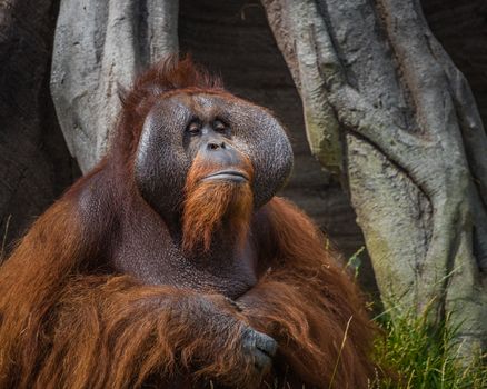 An adult Orangutan: portrait