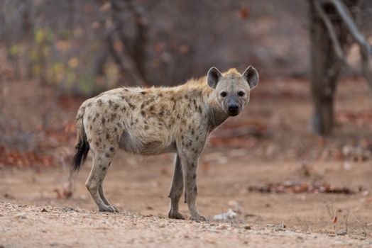 Hyena in the wilderness of Africa