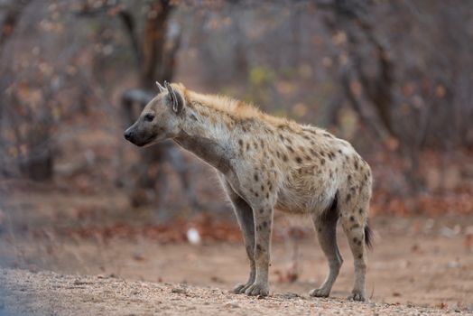 Hyena in the wilderness of Africa