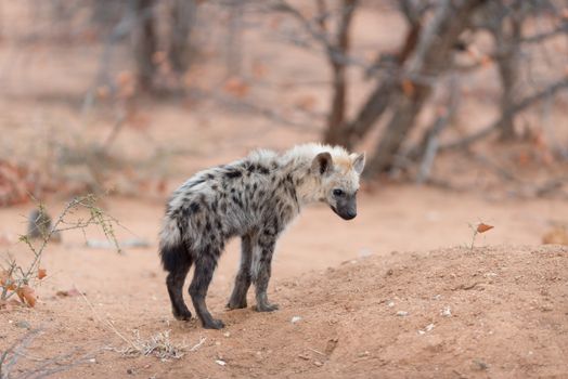 Hyena puppy in the wilderness of Africa