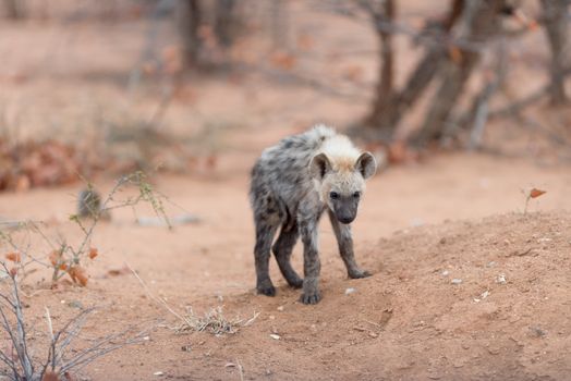 Hyena puppy in the wilderness of Africa