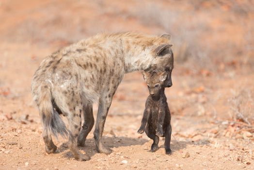 Hyena puppy in the wilderness of Africa