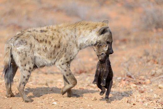 Hyena puppy in the wilderness of Africa