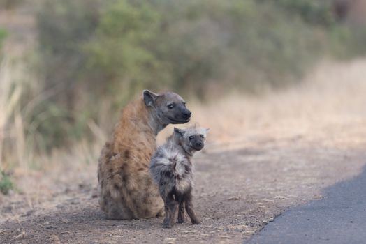 Hyena puppy in the wilderness of Africa