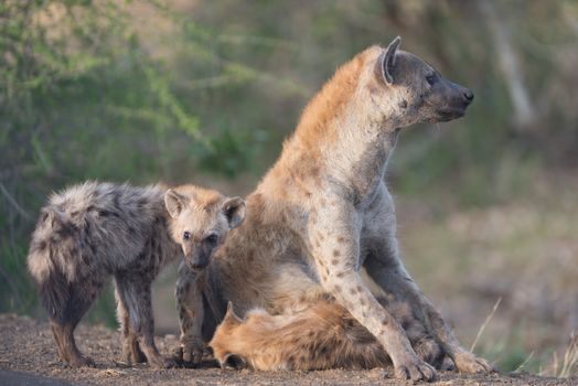 Hyena puppy in the wilderness of Africa