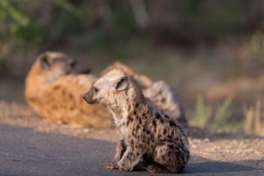 Hyena puppy in the wilderness of Africa