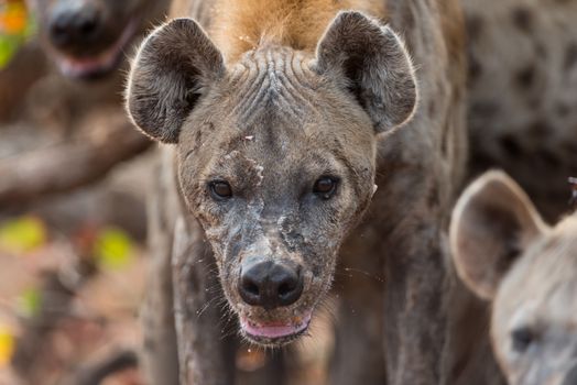 Hyena in the wilderness of Africa