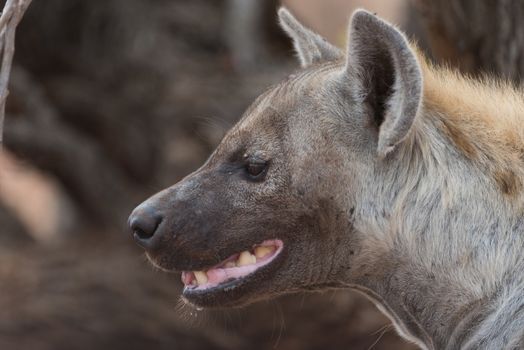 Hyena in the wilderness of Africa