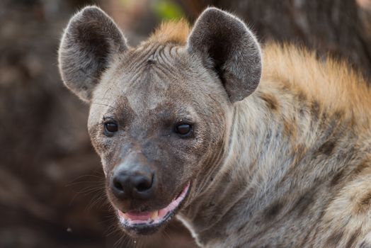 Hyena in the wilderness of Africa