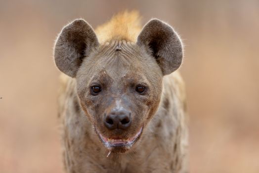 Hyena in the wilderness of Africa