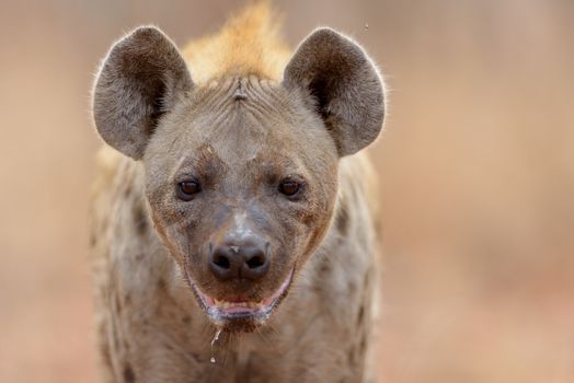 Hyena in the wilderness of Africa