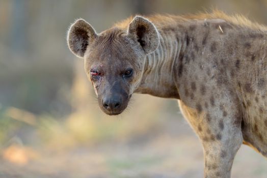 Hyena in the wilderness of Africa