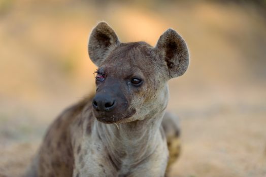 Hyena in the wilderness of Africa