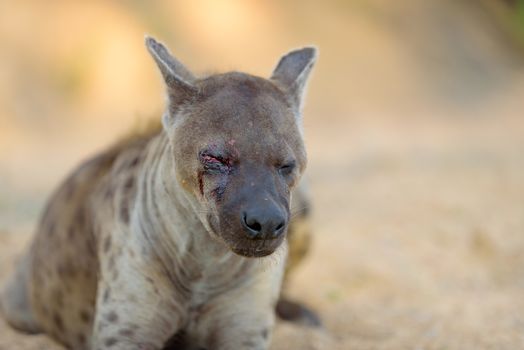 Hyena in the wilderness of Africa