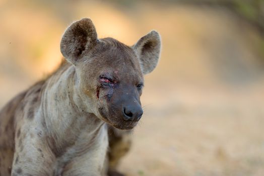 Hyena in the wilderness of Africa