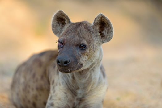 Hyena in the wilderness of Africa