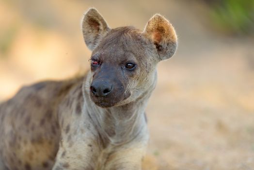 Hyena in the wilderness of Africa