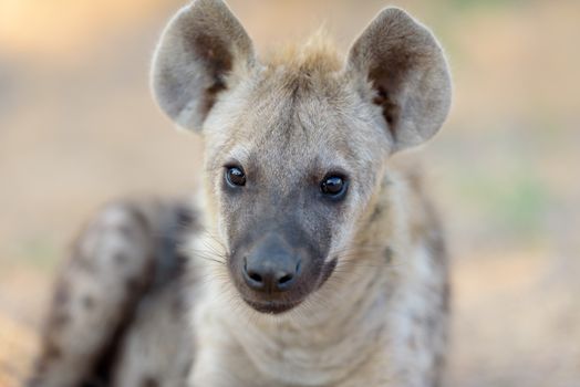 Hyena puppy in the wilderness of Africa