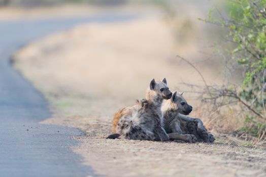 Hyena puppy in the wilderness of Africa