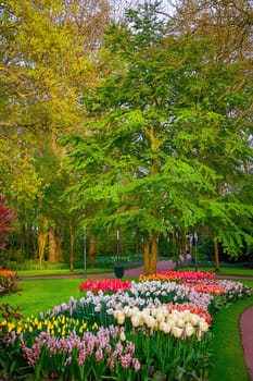 Spring in the park. Lisse, the Netherlands.