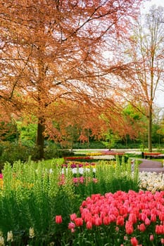 Spring in the park. Lisse, the Netherlands.