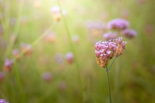 The background image of the colorful flowers, background nature