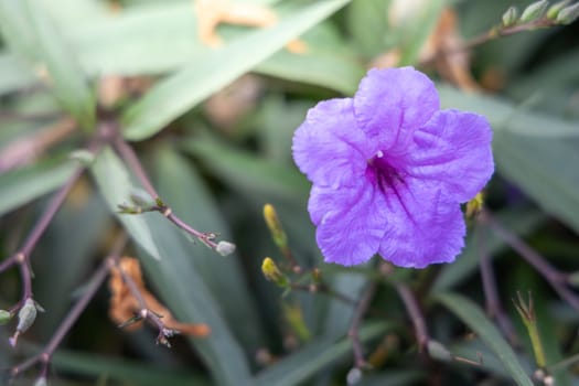 The background image of the colorful flowers, background nature