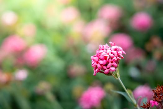 The background image of the colorful flowers, background nature