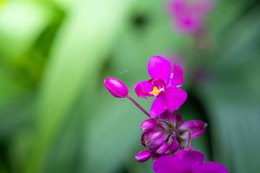 Beautiful blooming orchids in forest, On the bright sunshine