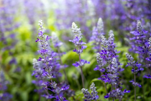 The background image of the colorful flowers, background nature