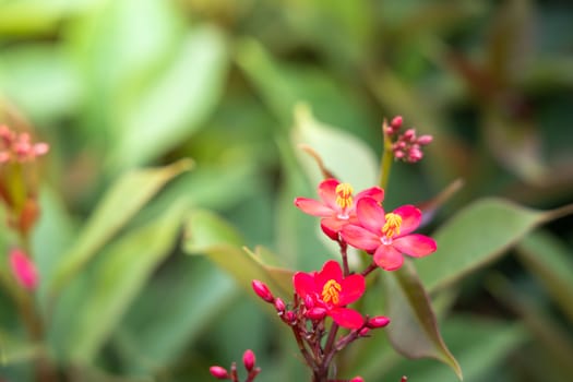 The background image of the colorful flowers, background nature