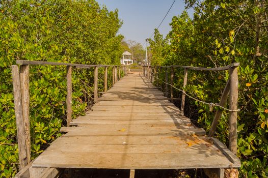 Wooden landing stage leading to the Gambia river and its mangroves