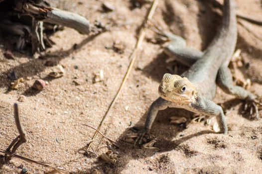 Lizard on a beach in Gambia, Agama Lizard (Agama Agama)