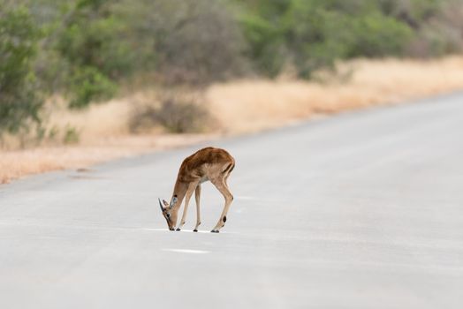 Impala antelope in the wilderness of Africa