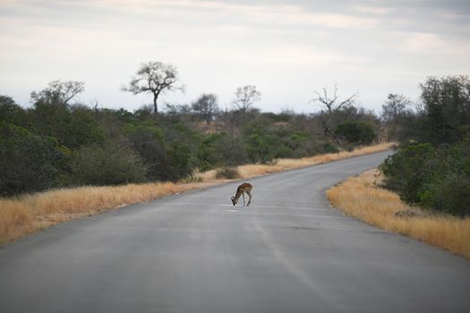 Impala antelope in the wilderness of Africa