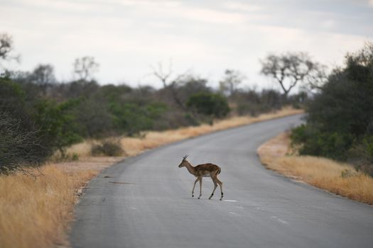 Impala antelope in the wilderness of Africa