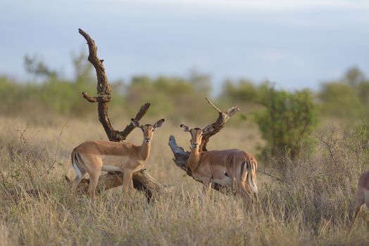 Impala antelope in the wilderness of Africa